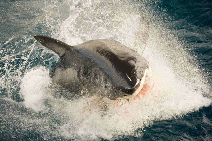 Great white, whales, dolphins, 10 hour discovery South Africa  - Photo 1 of 7